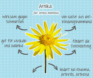 Heilpflanze Arnica montana