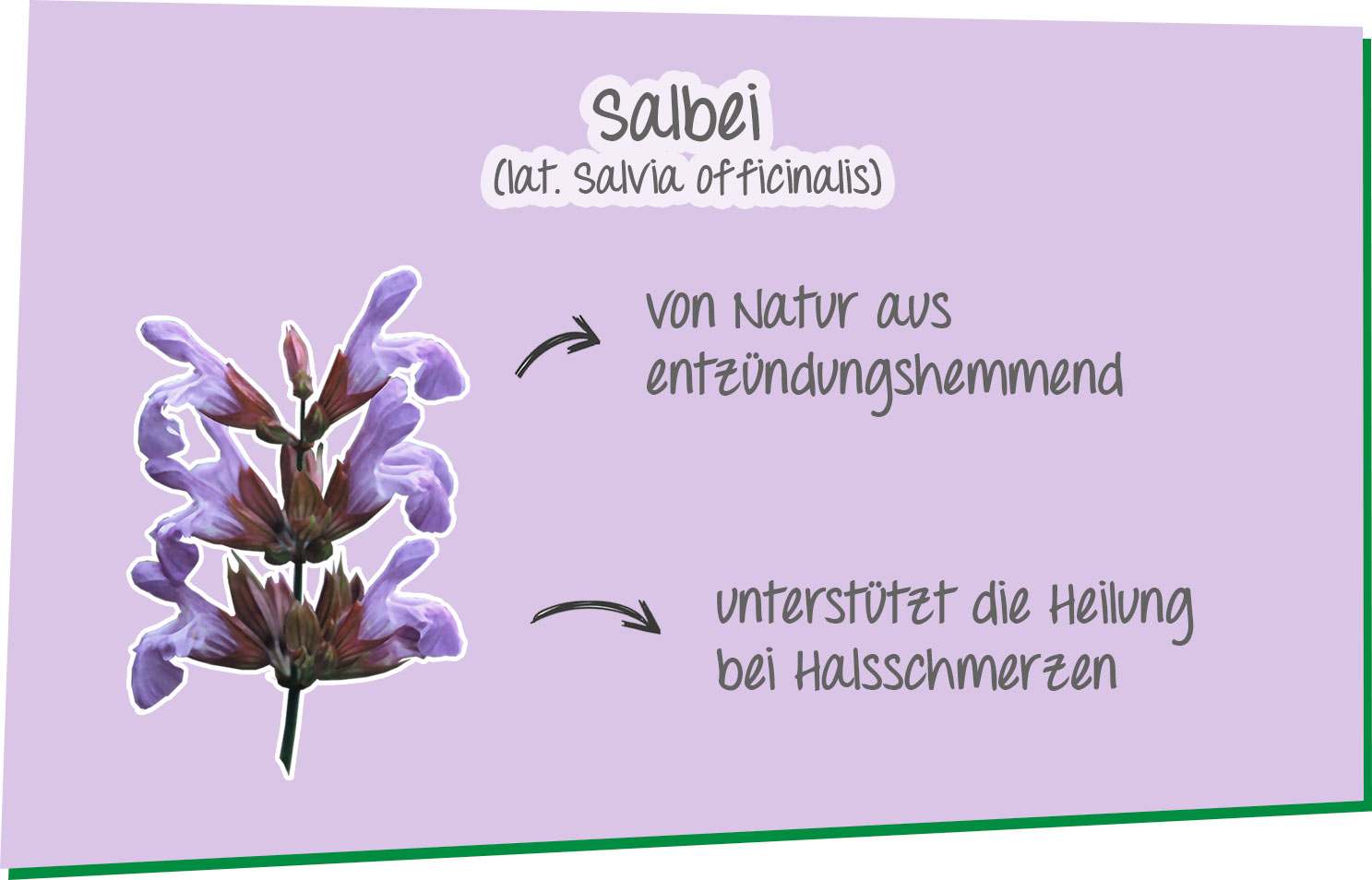 Infografik zur Wirkung der Heilpflanze Salbei.