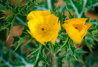 Mexikanischer Stachelmohn