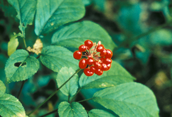 Amerikanischer Ginseng 