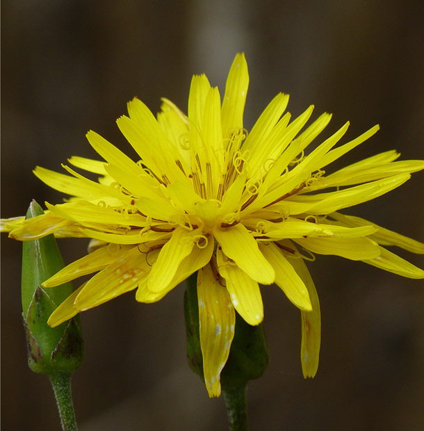 Schwarzwurzelblüte