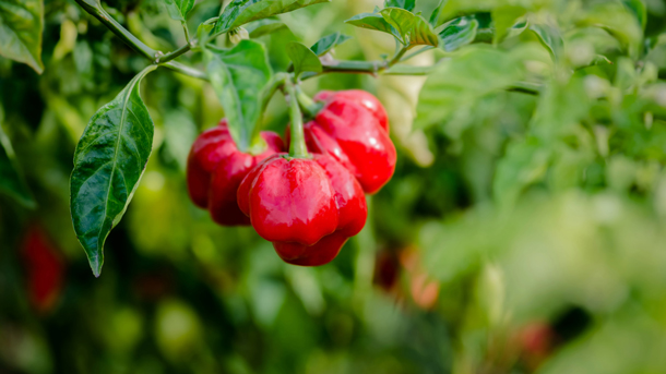 Scotch Bonnet Chili