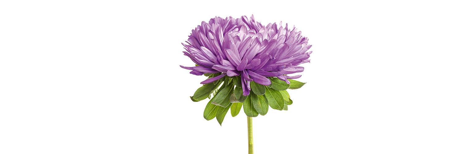 Eine violette Blüte der Aster steht vor weissem Hintergrund.