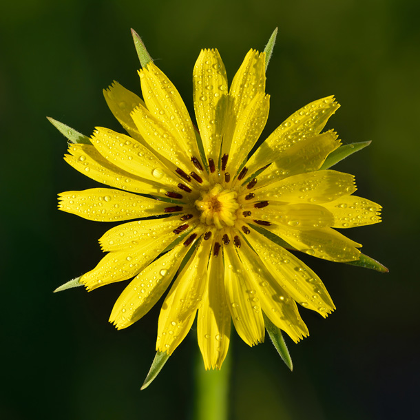 Wiesenbocksbart-Blüte