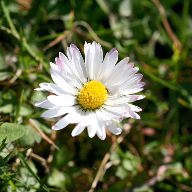 Gänseblümchen-Blüte