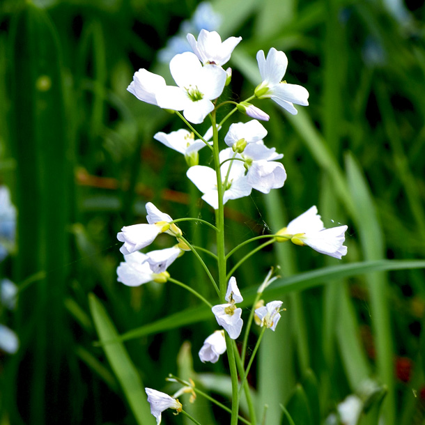 Wiesenschaumkraut-Blüten