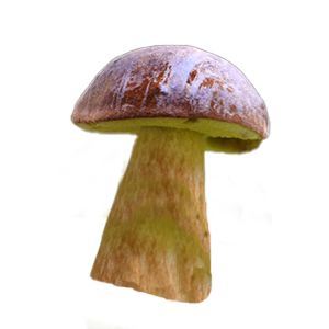 Steinpilz