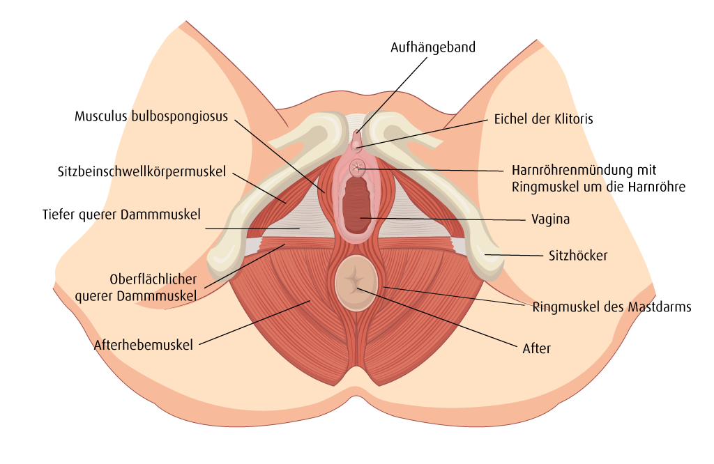 Illustration der Anatomie des Beckenbodens bei einer Frau. Infografik