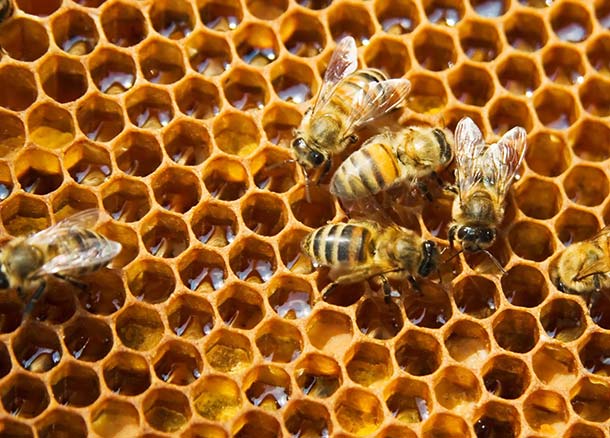 Bienen in Honigwaben
