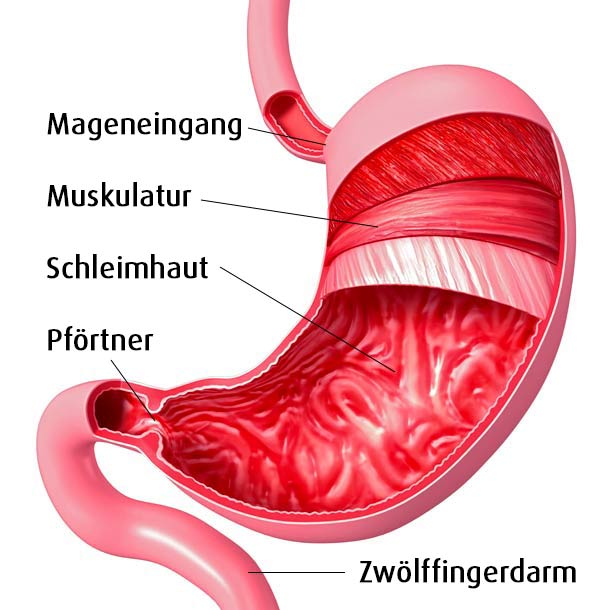 Magen : Sensibler Schwerarbeiter | A.Vogel