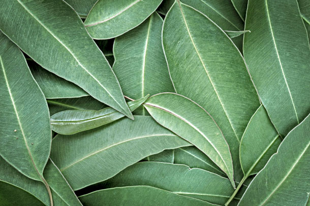 Die Spülung mit Eukalyptustee ist hilfreich bei der Behandlung von Pilzerkrankungen mit Candida und Aphten.