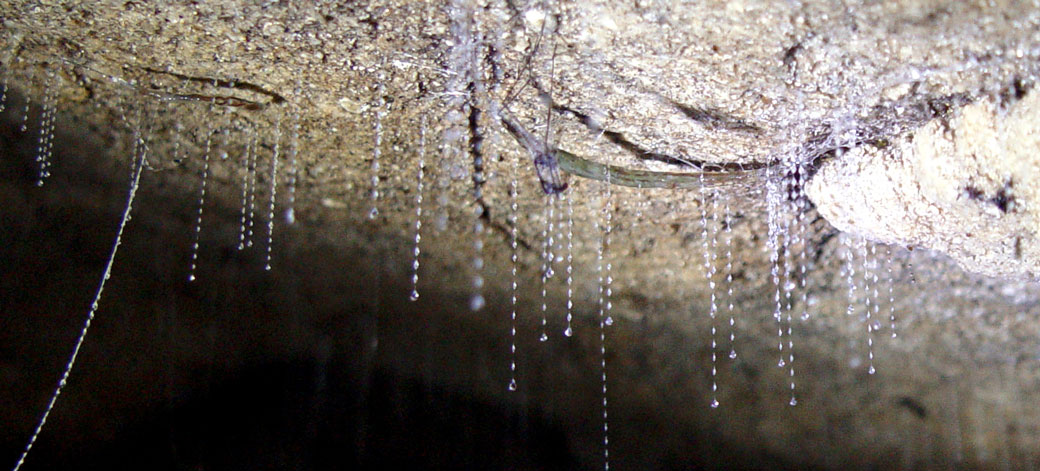 Larven der Mücke Arachnocampa in einer Höhle. 