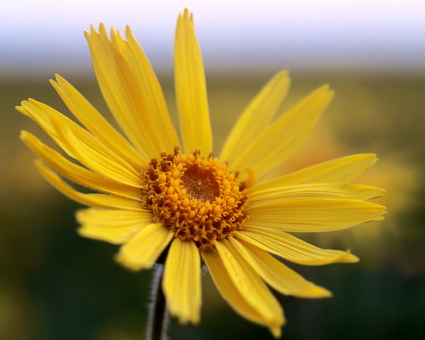 L'arnica Montana : une plante médicinale connue pour soulager les douleurs rhumatismales