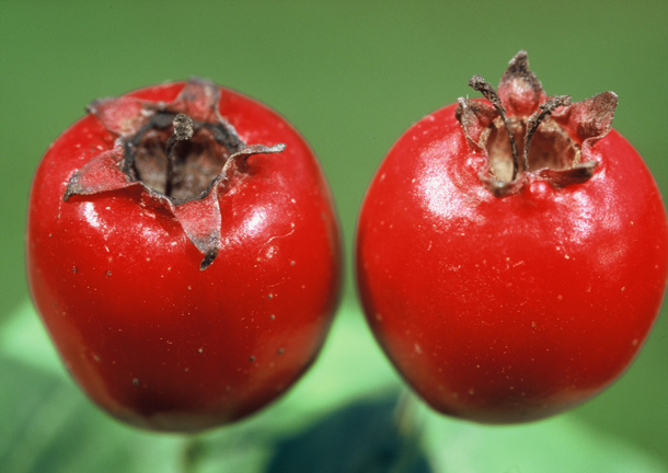 Unterschiedliche Blüten von Crataegus laevigata und Crataegus monogyna