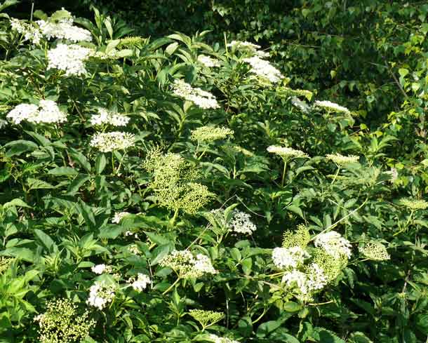 Holunder: Gesund, Stärkend, Lecker | Sambucus Nigra L. | A.Vogel