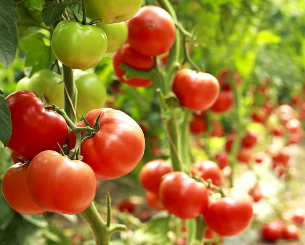 Tomates plante toxique