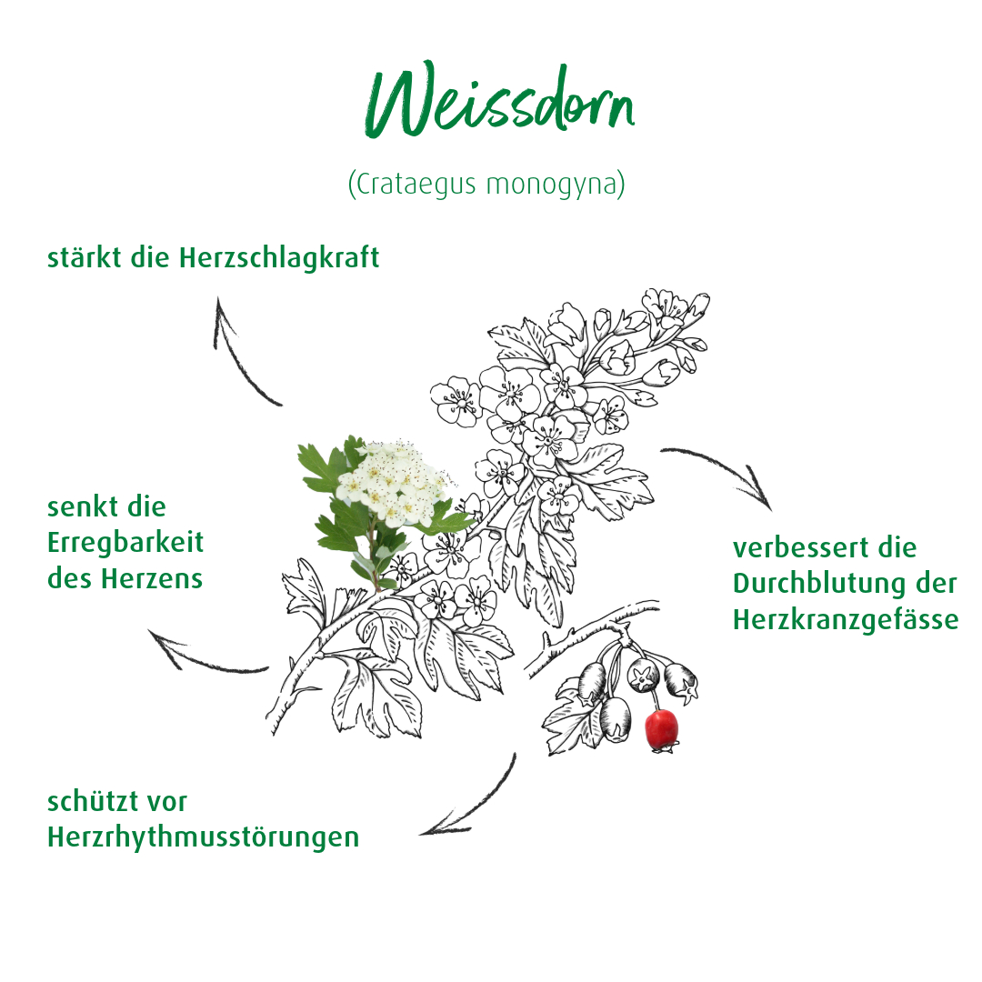 Weissdorn Kurzporträt