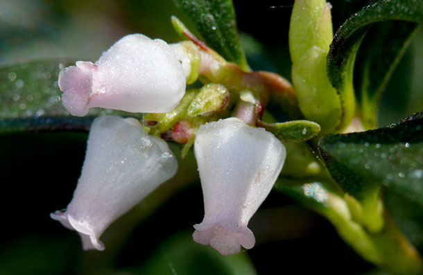 Bärentraube, Arctostaphylos uva ursi