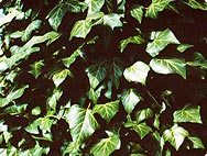 English Ivy Symbolism, Traditions, and Mythology