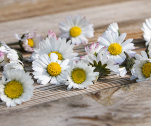 Gepflückte Gänseblümchen liegen auf einer Holzoberfläche. Die Blüten liegen schön drapiert zur Kamera hin in der Mitte des Bildes.