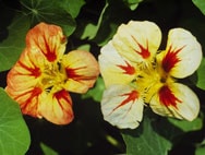 Nasturtium