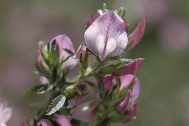 Wurzeln der Dornigen Hauhechel (Ononis spinosa) sind eine beliebte Zutat in Blasen-und Nierentees bzw. Tabletten/Dragées.