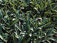 Salvia officinalis - Habitat