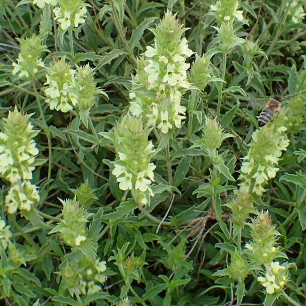 Sideritis_hyssopifolia