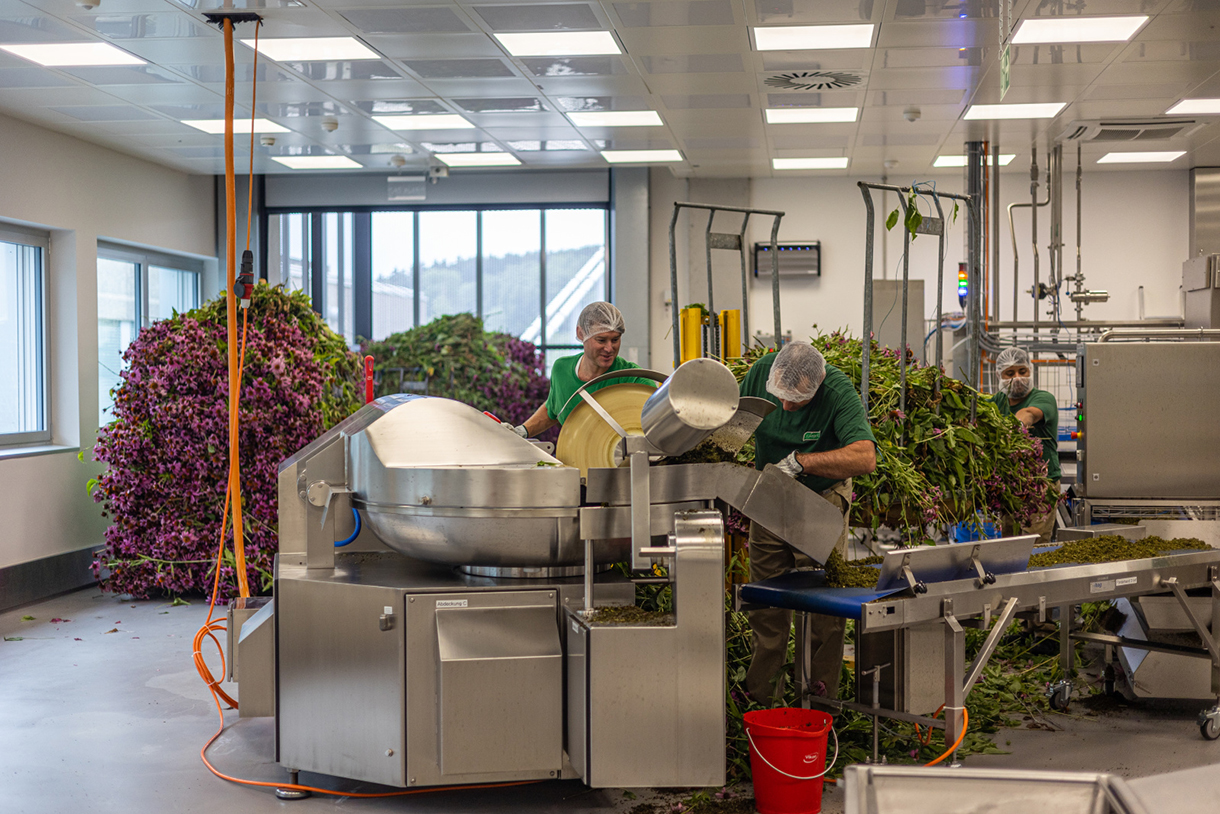 Verarbeitung der frisch geernteten Echinacea purpurea im Produktionsbetrieb in Roggwil.